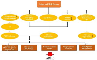 Progress on mechanisms of age-related hearing loss